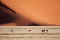 Duneshapes 03