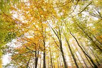 L'automne dans les Hautes Fagnes