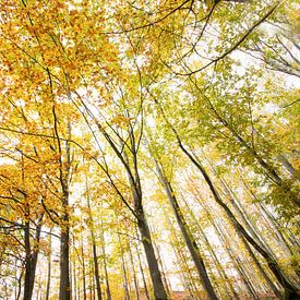 L'automne dans les Hautes Fagnes sur Ellis Pellegrom