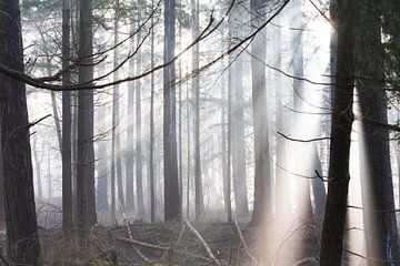 Zonnestralen de Zeister bossen! van Peter Haastrecht, van