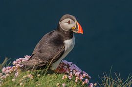 A puffin on a flower-covered cliff by Jasper Los