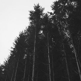 Hele lange bomen aan de rand van het bos von Vera Boels