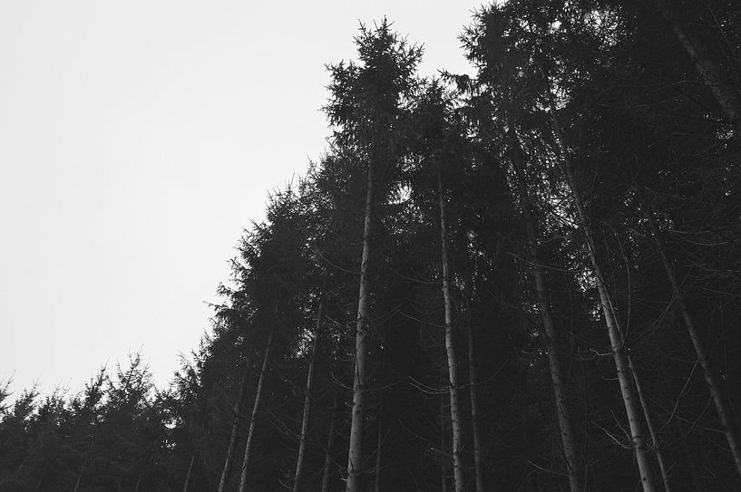 Hele lange bomen aan de rand van het bos by Vera Boels