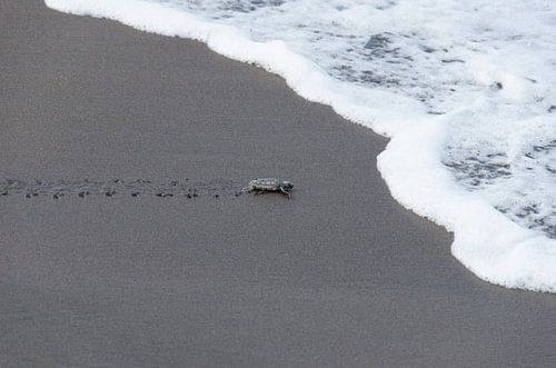 Net uit ei gekomen schildpadje op het strand bijna in de oceaan