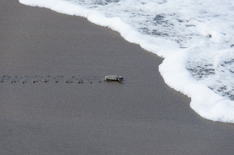 Net uit ei gekomen schildpadje op het strand bijna in de oceaan von Maurits Kuiper
