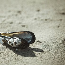 Mossel op het strand van Tobias Toennesmann