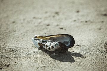 Mussel on the beach by Tobias Toennesmann