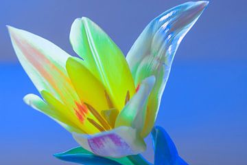 Frisse kleurrijke tulpen kunst van Jolanda de Jong-Jansen