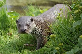 Europäische Fischotter (Lutra lutra) von Ronald Pol
