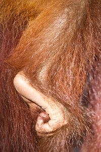 La patte d'un orang-outan tient fermement la momie