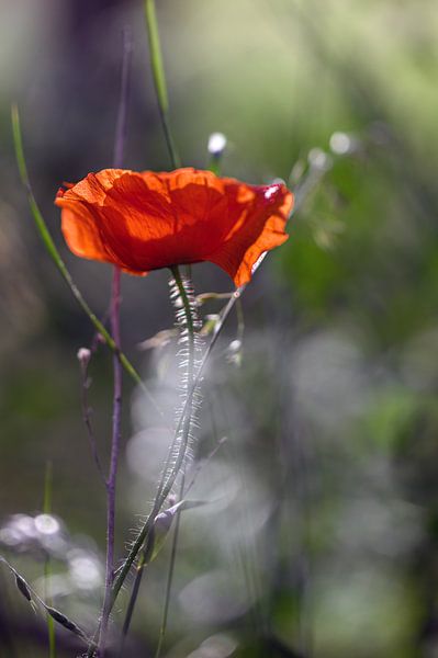Poppy in backlight by Kurt Krause