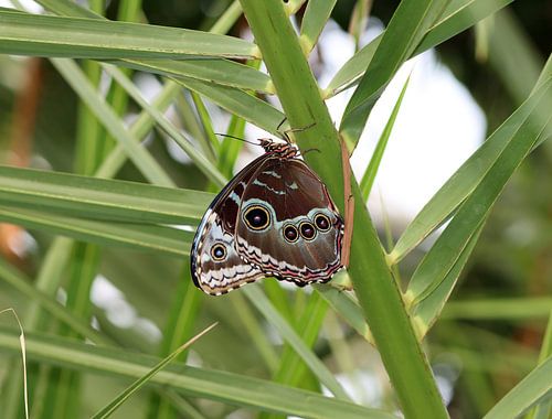 Blue Morpho butterfly