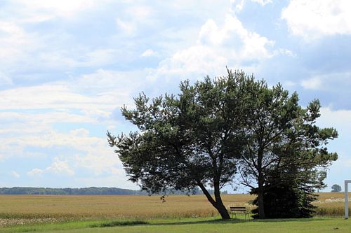 landschap met akker en boom.