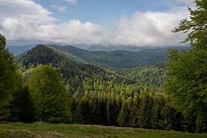 Layers of Green: Carpathian Majesty