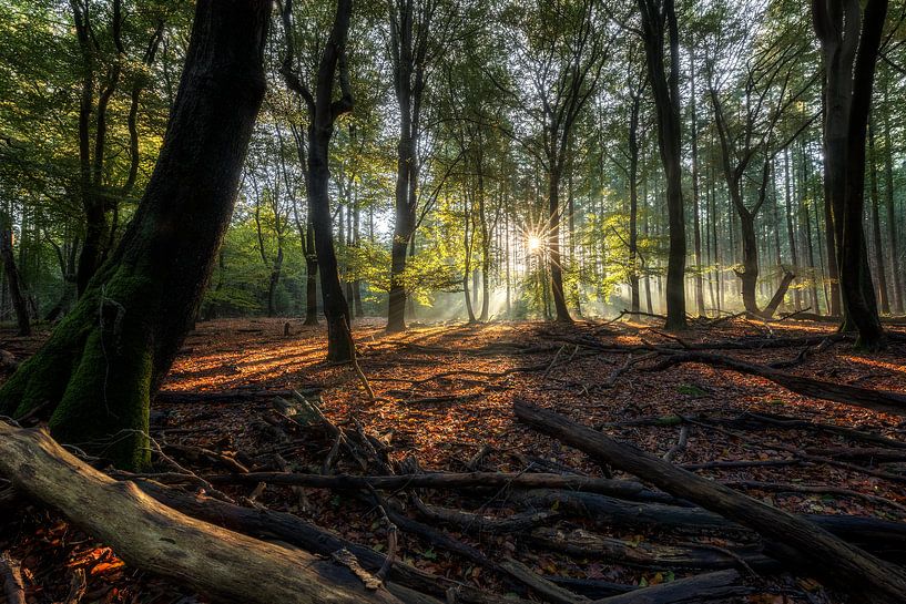 Autumn in the Speulderbos by Rob van der Teen