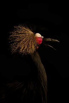 In the dark series Tropical bird van Foto Studio Labie