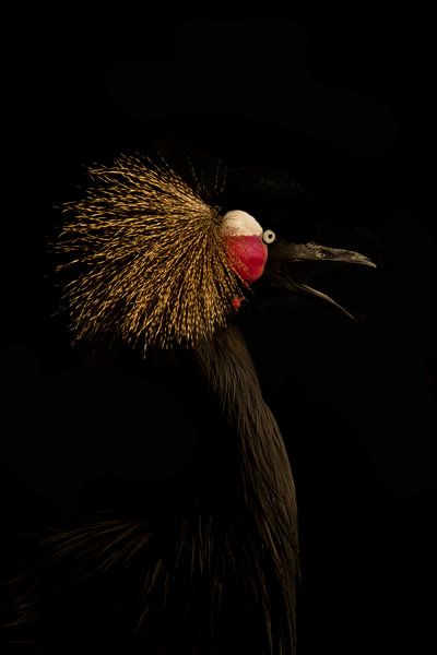In the dark series Tropical bird van Foto Studio Labie