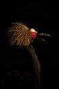 In the dark series Tropical bird van Foto Studio Labie thumbnail
