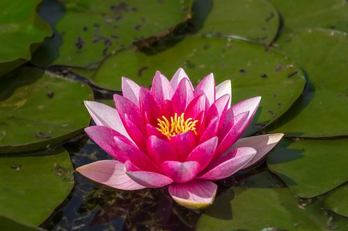 Nénuphar en fleurs sous le soleil printanier.