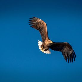 Bald Eagle in the Bright Light of the Trollfjord - Winter Ruler by Erwin Floor