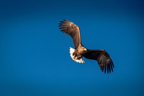 Zeearend in het Heldere Licht van de Trollfjord - Winterse Heerser