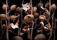 Coco nutellae von Olaf Bruhn Miniaturansicht