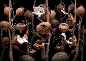 Coco nutellae
