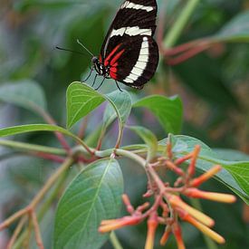 Portrait van een mooie kleurige vlinder op een blad van Bruno Baudry