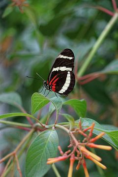 Portrait van een mooie kleurige vlinder op een blad