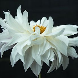 Dahlia as a ballet dancer by Annelies Martinot