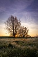 Zonsopkomst achter twee bomen
