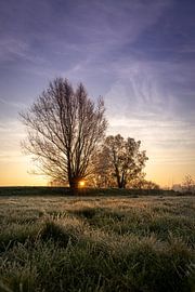 Sonnenaufgang hinter zwei Bäumen von Studio Bukmani