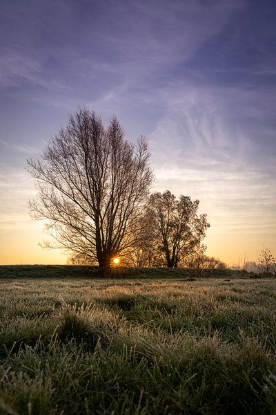 Zonsopkomst achter twee bomen van Studio Bukmani