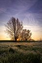 Zonsopkomst achter twee bomen van Studio Bukmani thumbnail