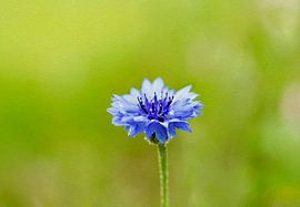 Blue Whisper – Cornflower Serenity