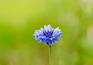 Blue Whisper – Cornflower Serenity