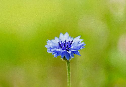 Blue Whisper – Cornflower Serenity van PhotoManiX Artworks