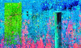 creative colorful Swallow