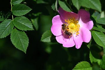 Eine Honigbiene an einer wilden Rose von Ulrike Leone