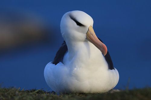 Zwartgegroefde albatros ( Thalassarche melanophris ) of Mollymawk Helgoland-eiland Duitsland
