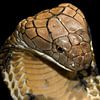 Konings Cobra - King Cobra - Ophiophagus hannah van Rob Smit