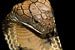 Konings Cobra - King Cobra - Ophiophagus hannah von Rob Smit