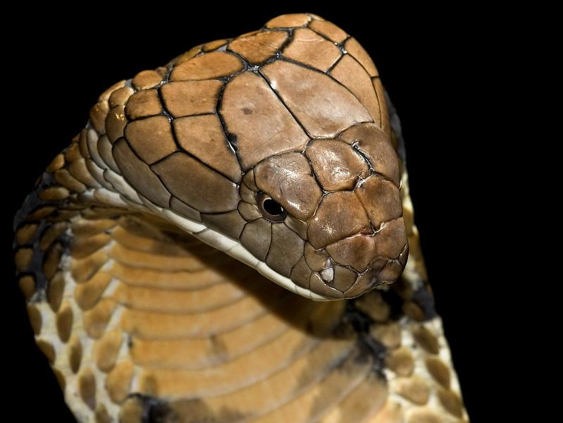 Konings Cobra - King Cobra - Ophiophagus hannah von Rob Smit