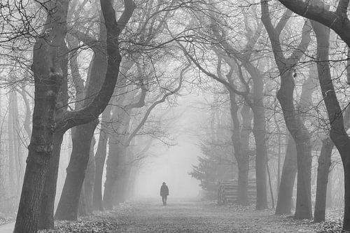Wandelaar in het bos
