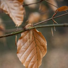 Autumn Leaf – Utrechtse Heuvelrug Forest by Pix-Art By Naomi.k