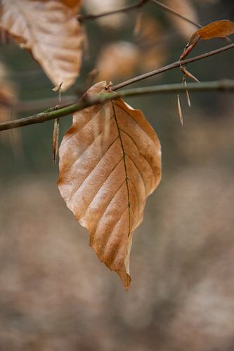 Herfstblad – Bos van de Utrechtse Heuvelrug van Pix-Art by Naomi.k