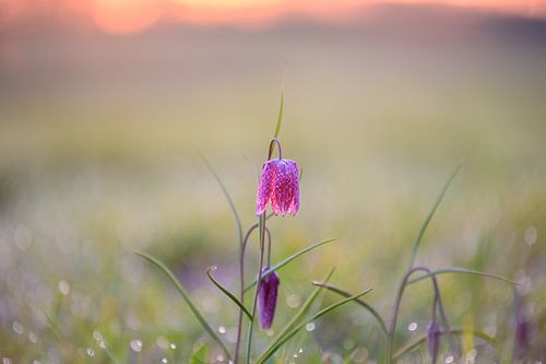 Kiervitsbloem in het veld