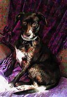 Purple Posing Puppy