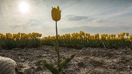Yellow Tulips 4 von Arjan Benders