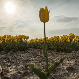 Yellow Tulips 4 van Arjan Benders